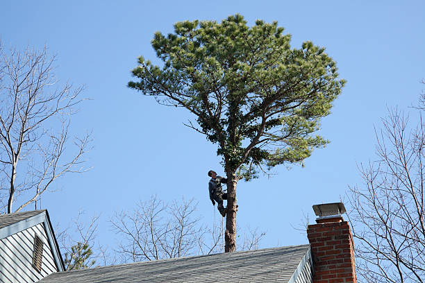 Best Fruit Tree Pruning  in Osceola, MO